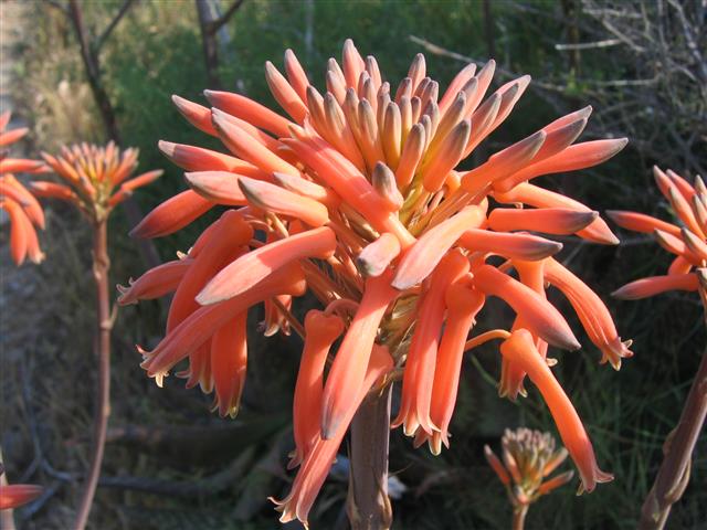 Aloes - Cote Vermeille