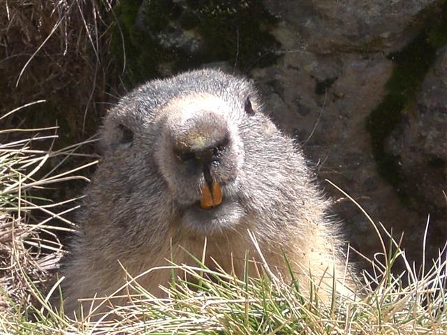 Marmotte