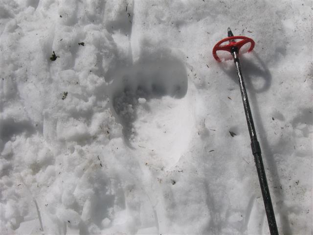 Trace de l'ours