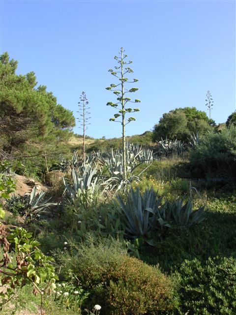 Agave - Argeles sur mer