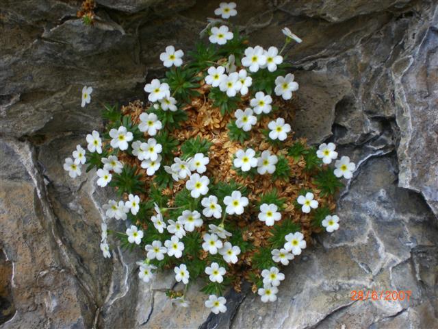 Androsace - Mont-perdu