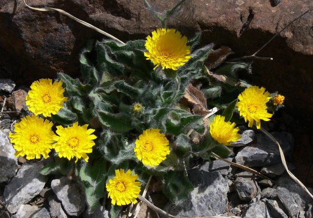 Crepis nain