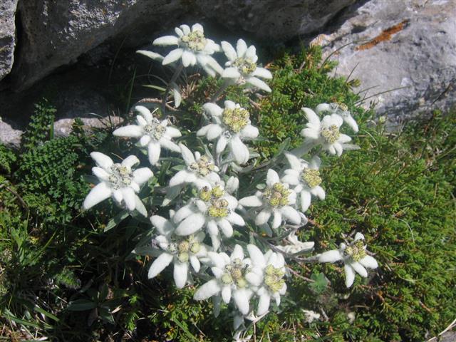 Edelweiss - Gavarnie