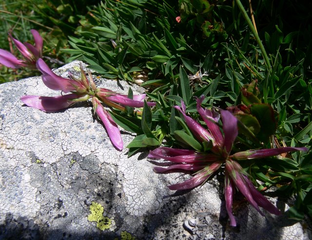 Réglisse - Canigou