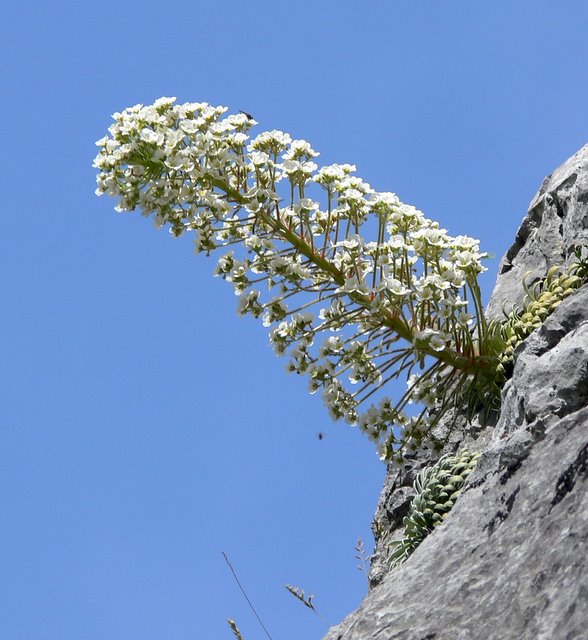 Saxifrage - Sierra de Guara