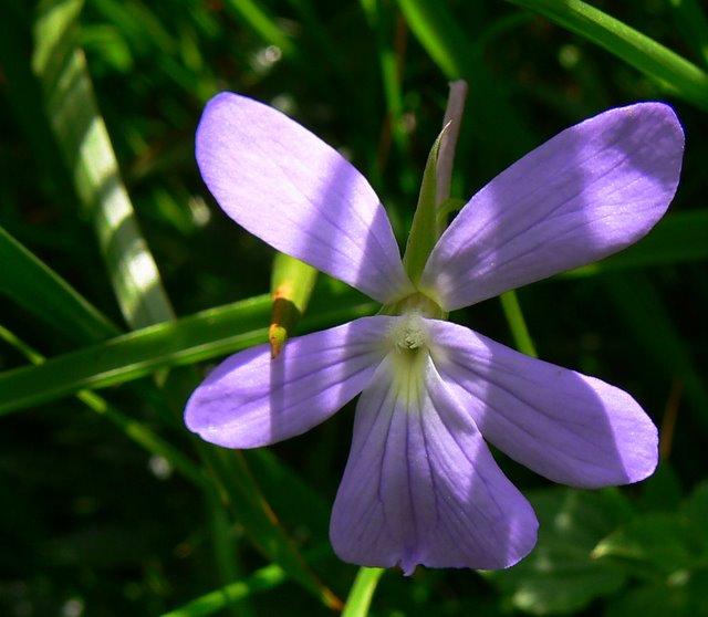 Violette cornue